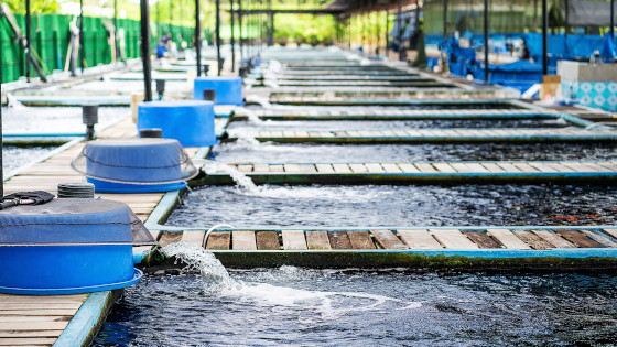Optical Sensing Solutions for Aquaculture - Click Image to Close